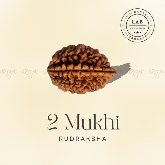 2 Mukhi Original Rudraksha