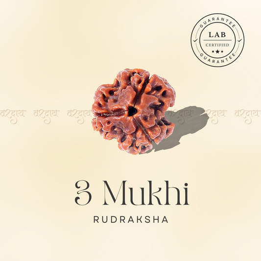 3 Mukhi Original Rudraksha