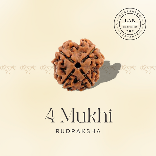 4 Mukhi Original Rudraksha