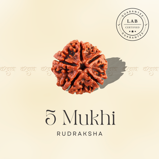 5 Mukhi Original Rudraksha