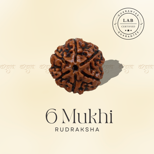 6 Mukhi Original Rudraksha