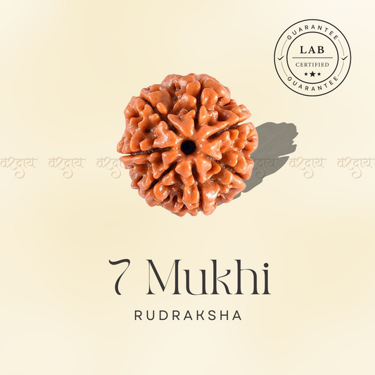 7 Mukhi Original Rudraksha