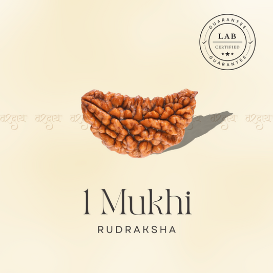 1 Mukhi Original Rudraksha